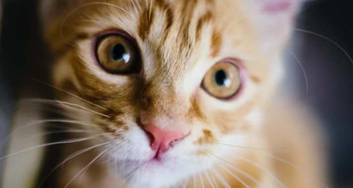 Per piacere ai gatti? Socchiudere gli occhi